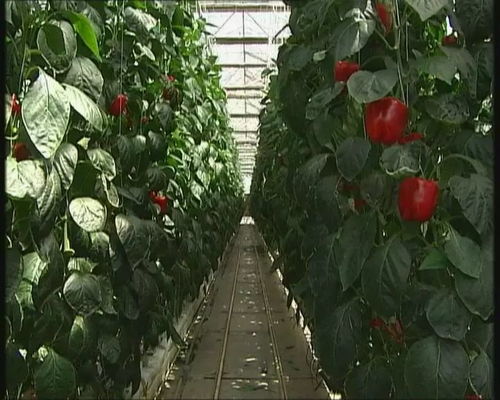 首都经济报道 甜椒 工厂产量翻番 北京蔬菜工厂化生产实现新突破